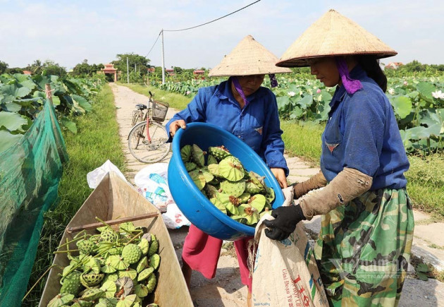 Nông dân kể chuyện: Hai tháng dầm mình dưới bùn, đút túi tiền tỷ