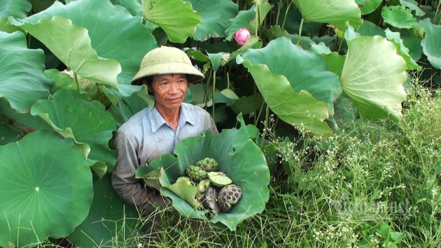 Nông dân kể chuyện: Hai tháng dầm mình dưới bùn, đút túi tiền tỷ