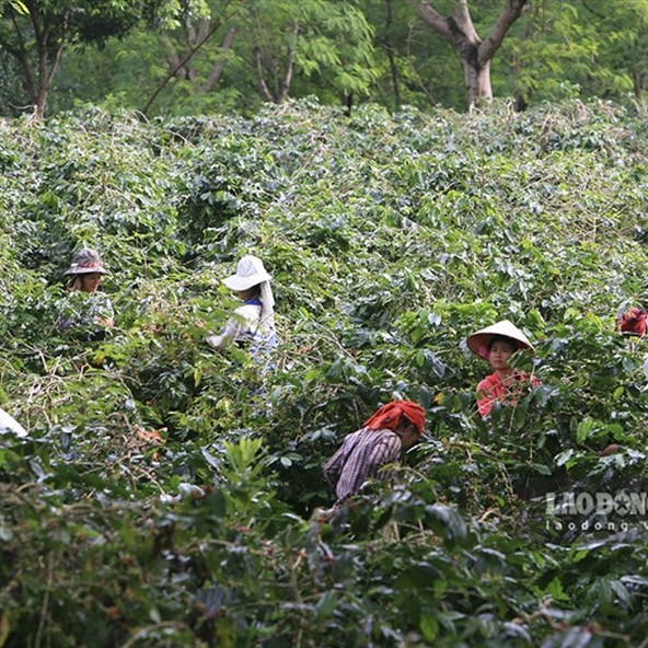 Nông dân 'khóc ròng' vì cà phê… được mùa, được giáicon
