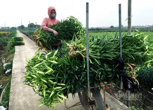 ‘Nữ hoàng tháng Tư’ nảy nở, ông chủ hối hả thu trăm triệu đồng