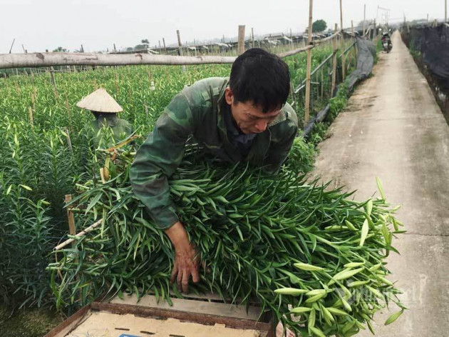 ‘Nữ hoàng tháng Tư’ nảy nở, ông chủ hối hả thu trăm triệu đồng