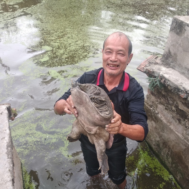 Nuôi đàn ba ba to 'đến phát khiếp', lão nông này thành tỷ phúicon