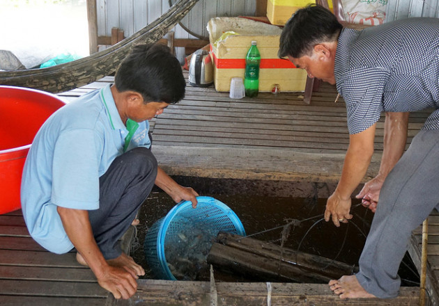 Nuôi loài 'chân vịt, thịt gà, da trâu, đầu rắn', chim 'siêu to khổng lồ' đút túi tiền tỷ