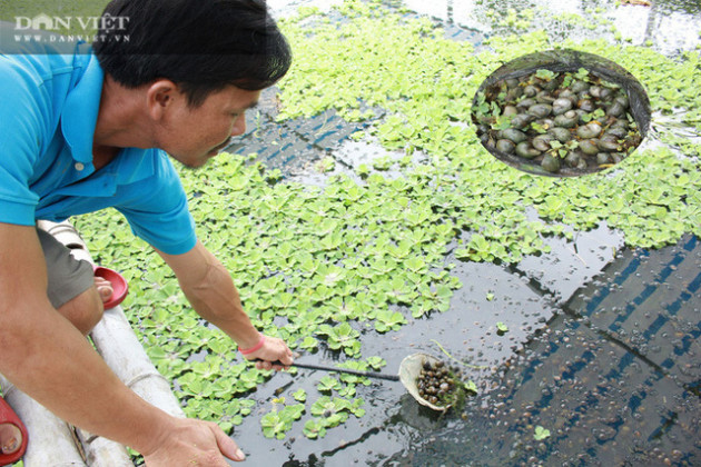 Nuôi loài 'chân vịt, thịt gà, da trâu, đầu rắn', chim 'siêu to khổng lồ' đút túi tiền tỷ