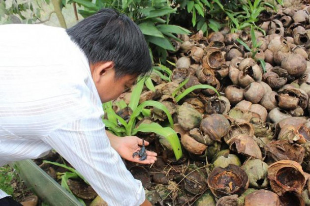 Nuôi loài côn trùng sắp tuyệt chủng, mỗi ngày đếm 5 triệu đút túi