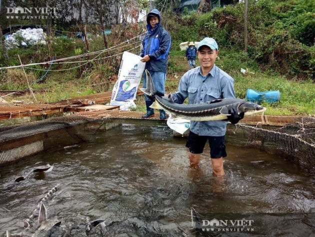 Nuôi thứ cá đặc sản nhìn như tàu ngầm, 'vắt' lấy trứng bán đắt như vàng