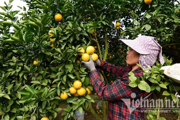 Ở núi đá Đồng Văn bán bánh chưng xuyên Việt, tận Bình Phước ship chuối qua Hà Lan