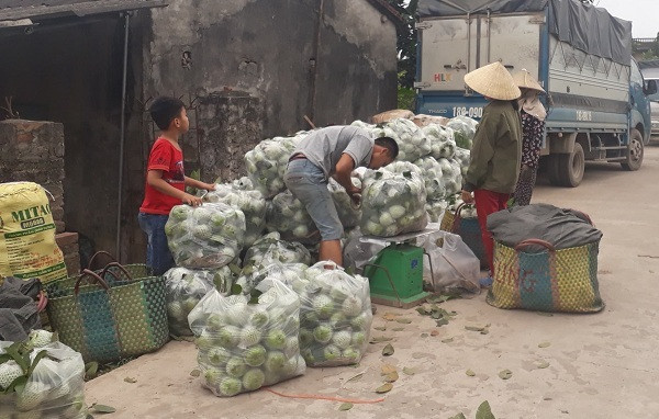 Ổi rẻ như cho nhưng vẫn ế ẩm, người nông dân 'kêu cứu'