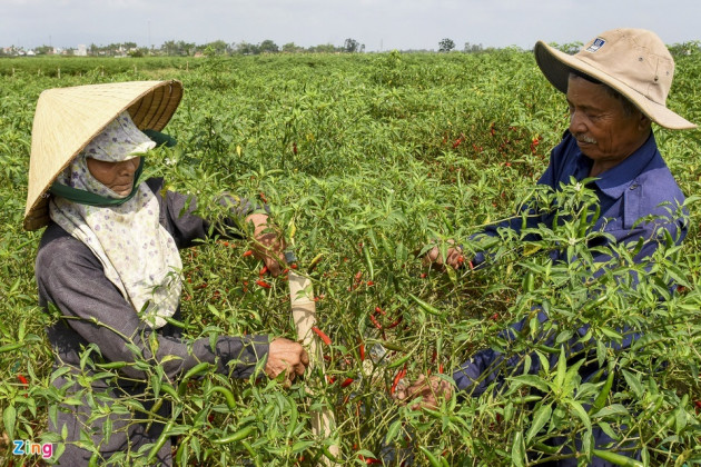 Ớt Quảng Ngãi rớt giá kỷ lục