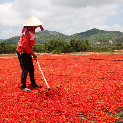 Ớt rớt giá 50 lần, bán 1kg không mua nổi gói mì tômicon