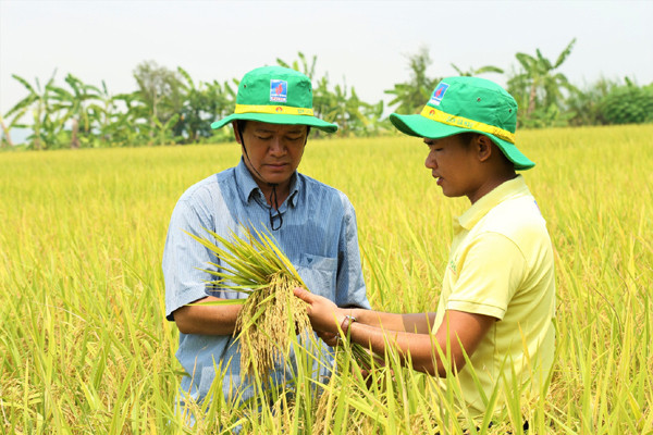 Phân Bón Cà Mau: Mở rộng thương hiệu, trọn bộ giải pháp dinh dưỡng