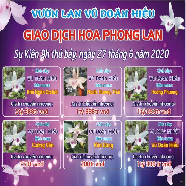 Phiên chợ hoa lan Bạch Tuyết 8 tỷ, xôn xao dân chơi đất Bắc