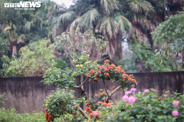 'Phù phép’ cây dại thành hàng độc chơi tết