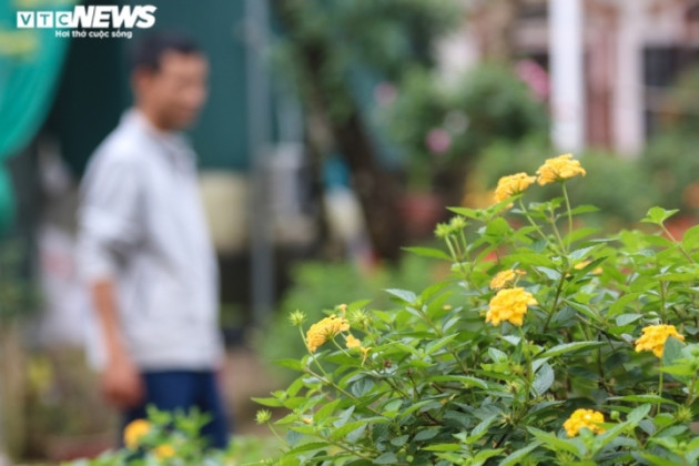 'Phù phép’ cây dại thành hàng độc chơi tết