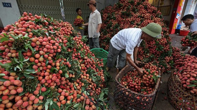 vải thiều,vải thiều bắc giang,Bộ NN-PTNT,nhãn lồng