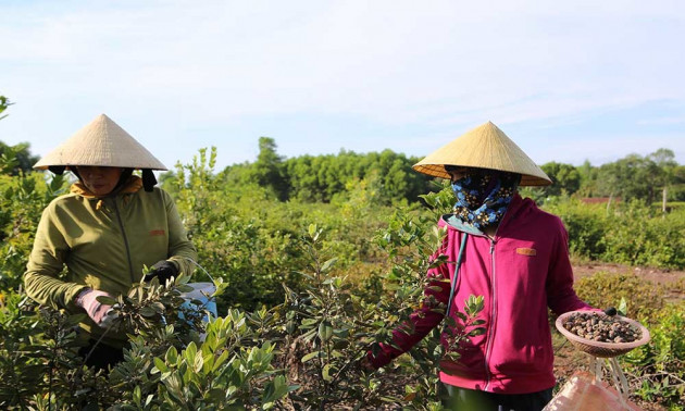 Quả dại tím đầy đồi, bất ngờ đắt giá vì quý ông săn lùng