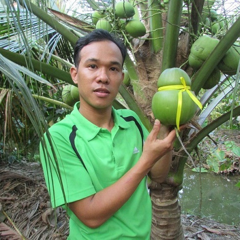 Quả dừa lạ chưa từng thấy, giá bán tăng cả chục lần vẫn 'cháy' hàng