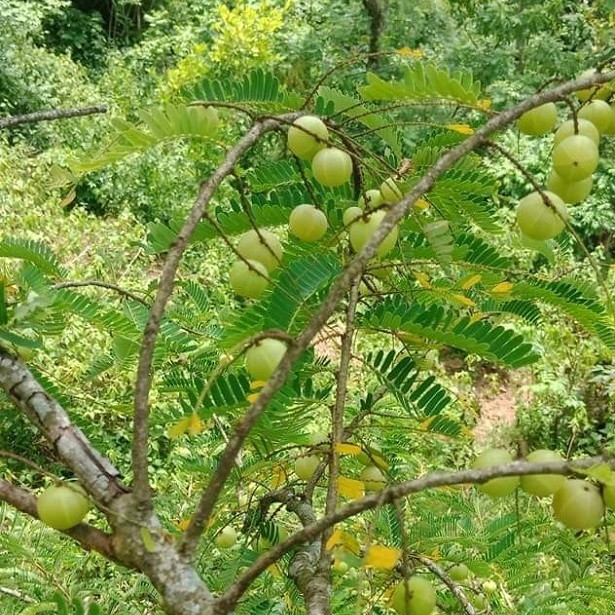 Quả 'khổ trước sướng sau' mọc hoang đầy rừng, giờ 'lên đời' có giá nửa triệu đồng/kgicon