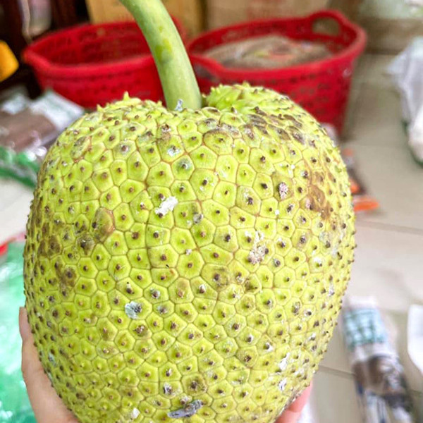 Quả lạ miền Tây tràn ra Hà Nội: Ngoài trông như mít, trong lại giống khoaiicon