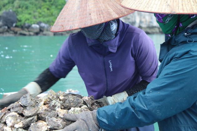 Quảng Ninh: Hàu sữa rớt giá vì dịch COVID-19, ngư dân trắng đêm thu hoạch - Ảnh 9.