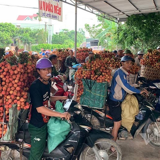 Ra khỏi 'trại' cách ly, 45 thương lái Trung Quốc gom ngàn tấn vải thiềuicon