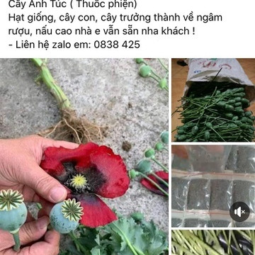 Rao bán công khai quả cây thuốc phiện trên mạngicon