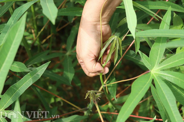 Rau 'nhà nghèo' một thời ăn chống đói, nay là đặc sản, thu cả triệu đồng mỗi ngày