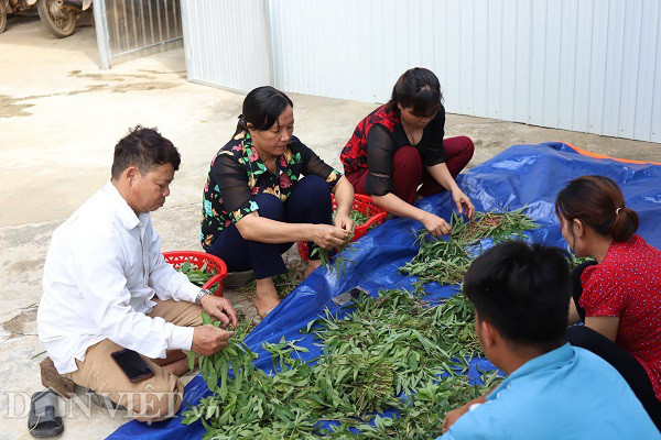 Rau 'nhà nghèo' một thời ăn chống đói, nay là đặc sản, thu cả triệu đồng mỗi ngày