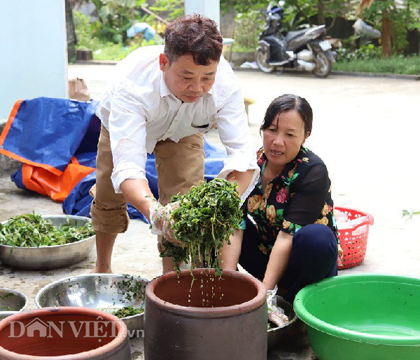 Rau 'nhà nghèo' một thời ăn chống đói, nay là đặc sản, thu cả triệu đồng mỗi ngày