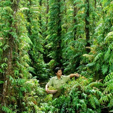 Rau rừng một thời cứu đói nay thành đặc sản: Tên khó đọc, hình dạng không thể lẫn