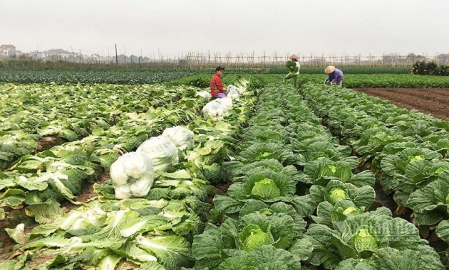 Rau tăng giá chóng mặt, rét thấu xương ra đồng hái bán lãi 400 triệu/ha