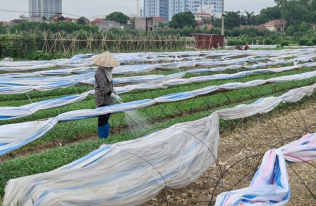 Rau xanh mơn mởn 'tắm' trong nước thải đen kịt, bọt tung trắng xóa