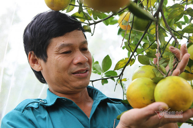 Rớt giá quá nửa, miền đặc sản một mùa thê thảm