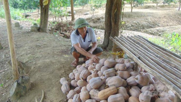 Rớt giá thê thảm, cả tạ bí ngô chỉ mua được 1kg thịt lợn