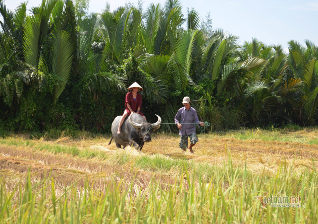 Rủ Tây ra đồng cưỡi trâu, dầm bùn phơi nắng... dân Hội An thu tiền đô