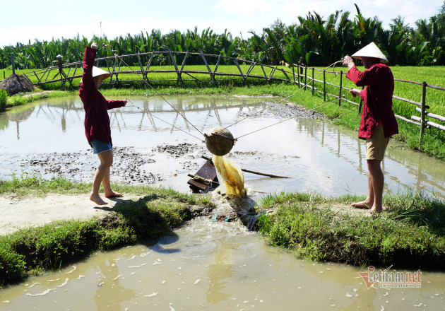 Rủ Tây ra đồng cưỡi trâu, dầm bùn phơi nắng... dân Hội An thu tiền đô