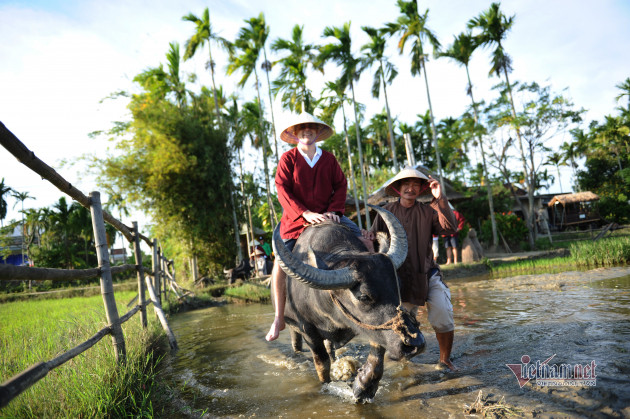 Rủ Tây ra đồng cưỡi trâu, dầm bùn phơi nắng... dân Hội An thu tiền đô