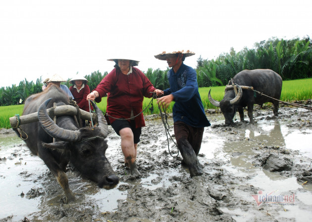 Rủ Tây ra đồng cưỡi trâu, dầm bùn phơi nắng... dân Hội An thu tiền đô