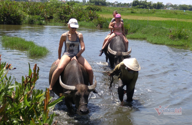 Rủ Tây ra đồng cưỡi trâu, dầm bùn phơi nắng... dân Hội An thu tiền đô