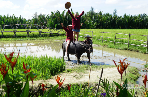 Rủ Tây ra đồng cưỡi trâu, dầm bùn phơi nắng... dân Hội An thu tiền đô