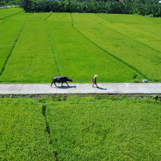 Rủ Tây ra đồng cưỡi trâu, dầm bùn phơi nắng... dân Hội An thu tiền đô