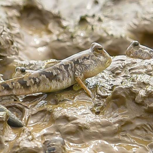 Săn loài cá biết leo cây, ngư dân kiếm nửa triệu đồng mỗi ngày - 1