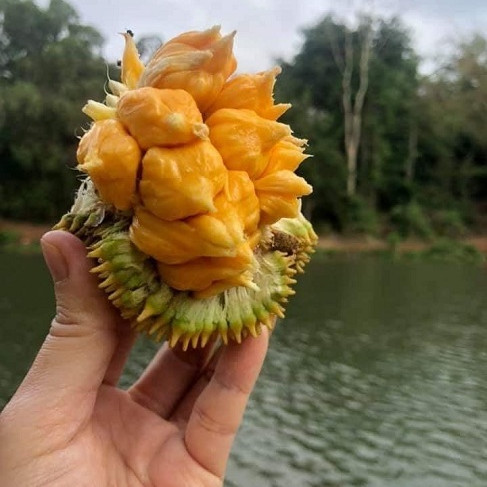 Săn lùng mít lạ giá hàng trăm ngàn/kg, ngày bán vài tạ cũng hếticon