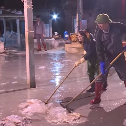 Săn 'vàng trắng', 'lộc của biển', thu tiền triệu mỗi ngàyicon