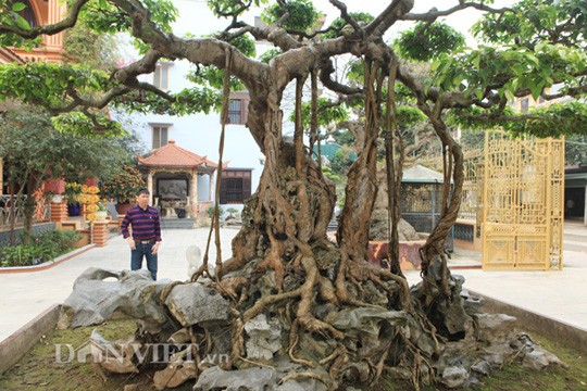 siêu cây,cây cảnh,chơi cây,cây sanh