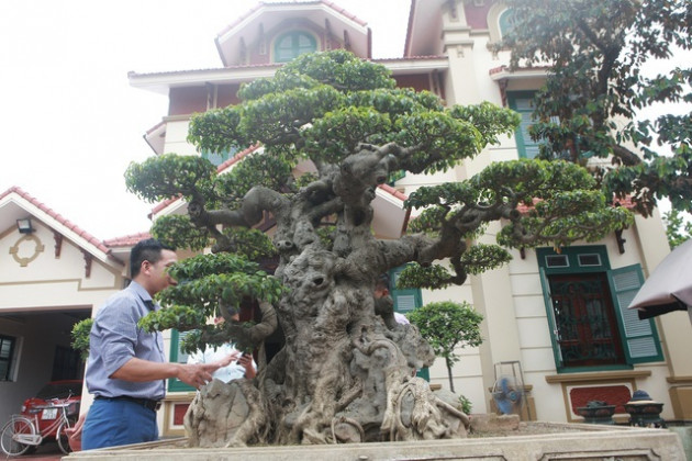 Sanh cổ 'tân cổ giao duyên', đại gia trả 10 tỷ đồng vẫn không mua được