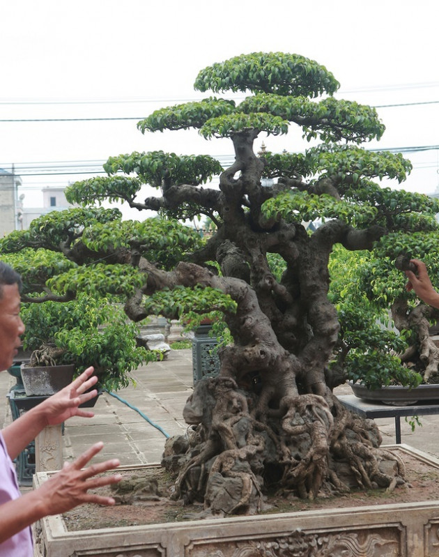 Sanh cổ 'tân cổ giao duyên', đại gia trả 10 tỷ đồng vẫn không mua được