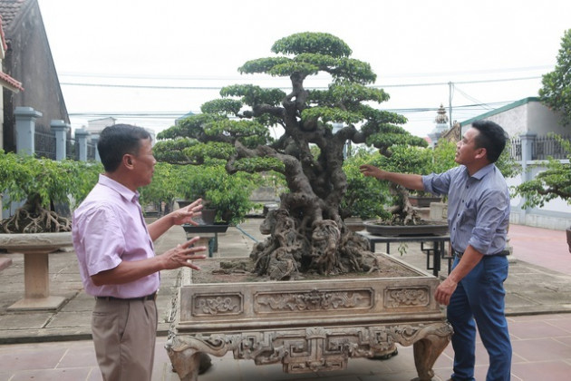 Sanh cổ 'tân cổ giao duyên', đại gia trả 10 tỷ đồng vẫn không mua được