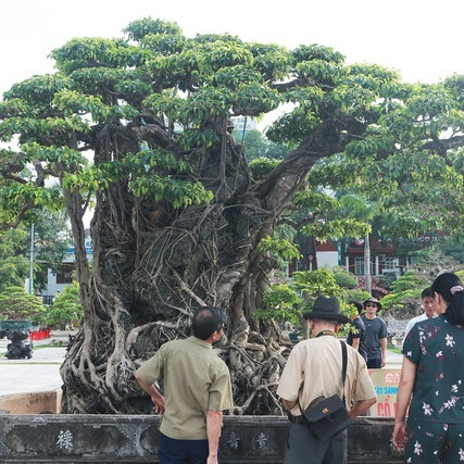 Sanh lá mũi hài ký đá cổ nhất châu Á, đại gia đổi 8 lô đất vẫn không bánicon