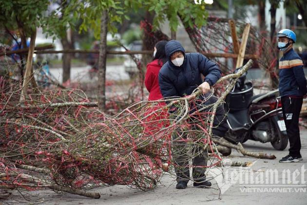 Sát giao thừa, dân Hà Nội đổ ra vỉa hè mót đào rừng về chơi Tết